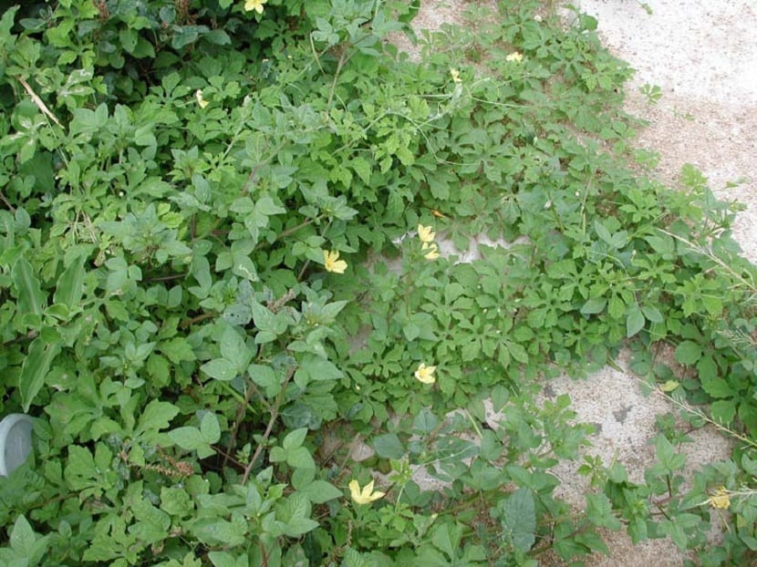 Ramas y hojas palmatilobuladas de Momordica charantia