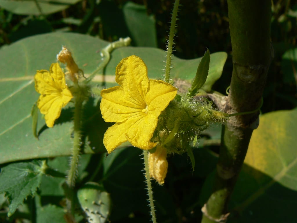 Flores de melón en la planta