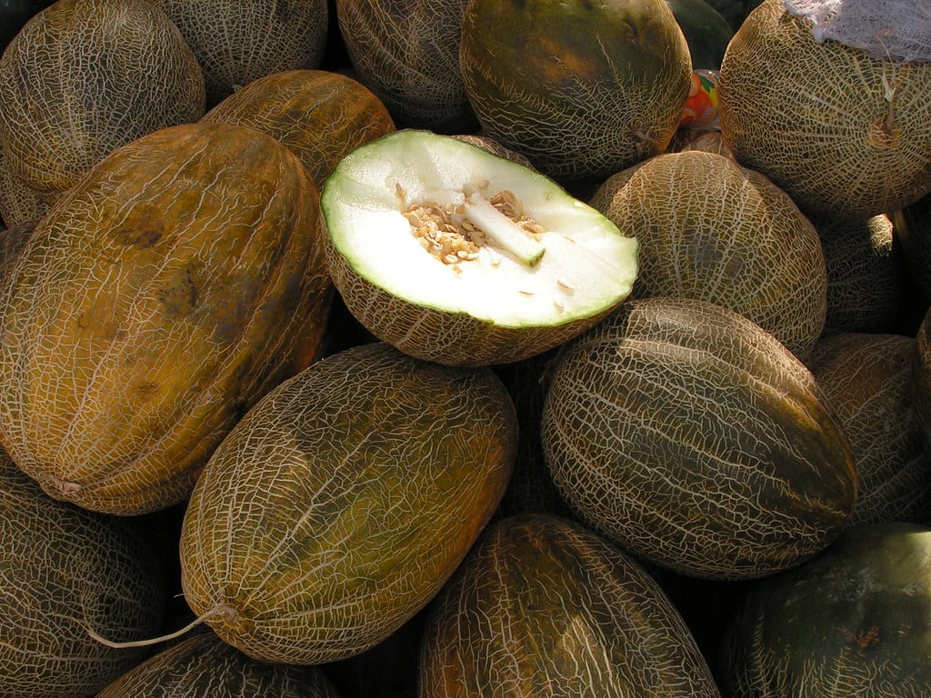 Melones piel de sapo recolectados