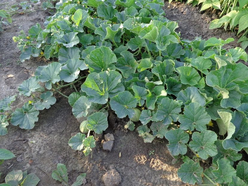 Planta de melón rastrera en el huerto