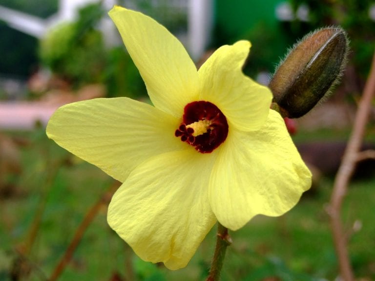 Planta de ocra en flor con su flor amarilla de centro granate