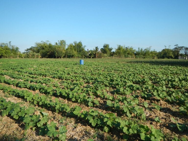 Plantación de ocra con las plantas alineadas en el huerto