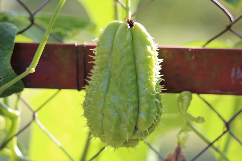 Patata china (Sechium edule): cultivo paso a paso