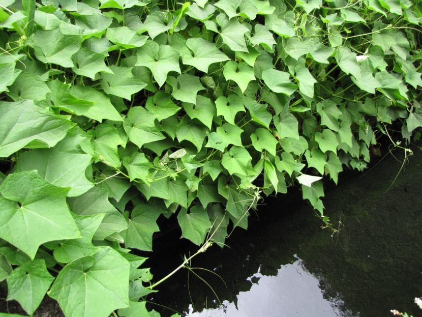 Plantas de Sechium edule trepando sobre una estructura