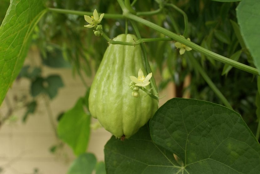 Frutos de Sechium edule, la llamada patata china