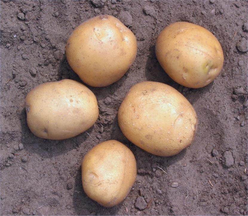 Patatas de siembra preparadas para plantar