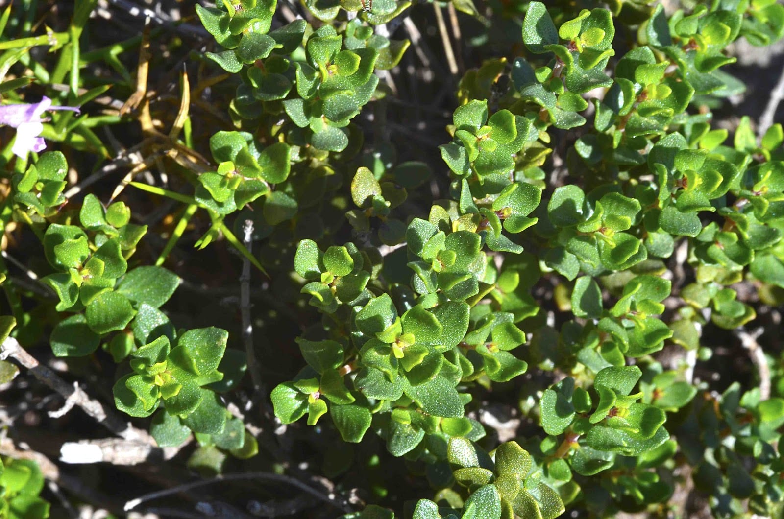 Pebrella (Thymus piperella): cultivo, poda y secado