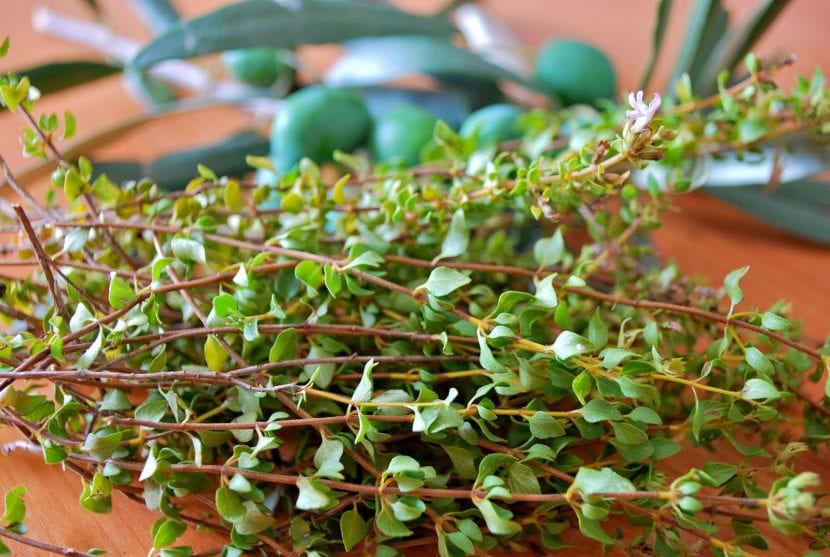 Mata de pebrella con sus hojas aromáticas