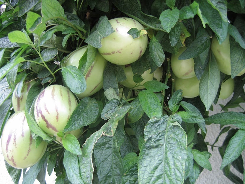 Pera melón (Solanum muricatum): cultivo y cuidados