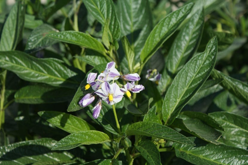 Flores blancas y lilas de la pera melón agrupadas en ramillete