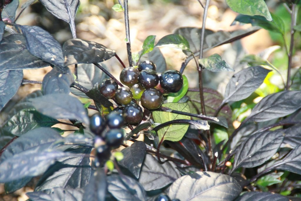 Planta de Capsicum annuum Black Pearl con follaje negro y frutos esféricos oscuros