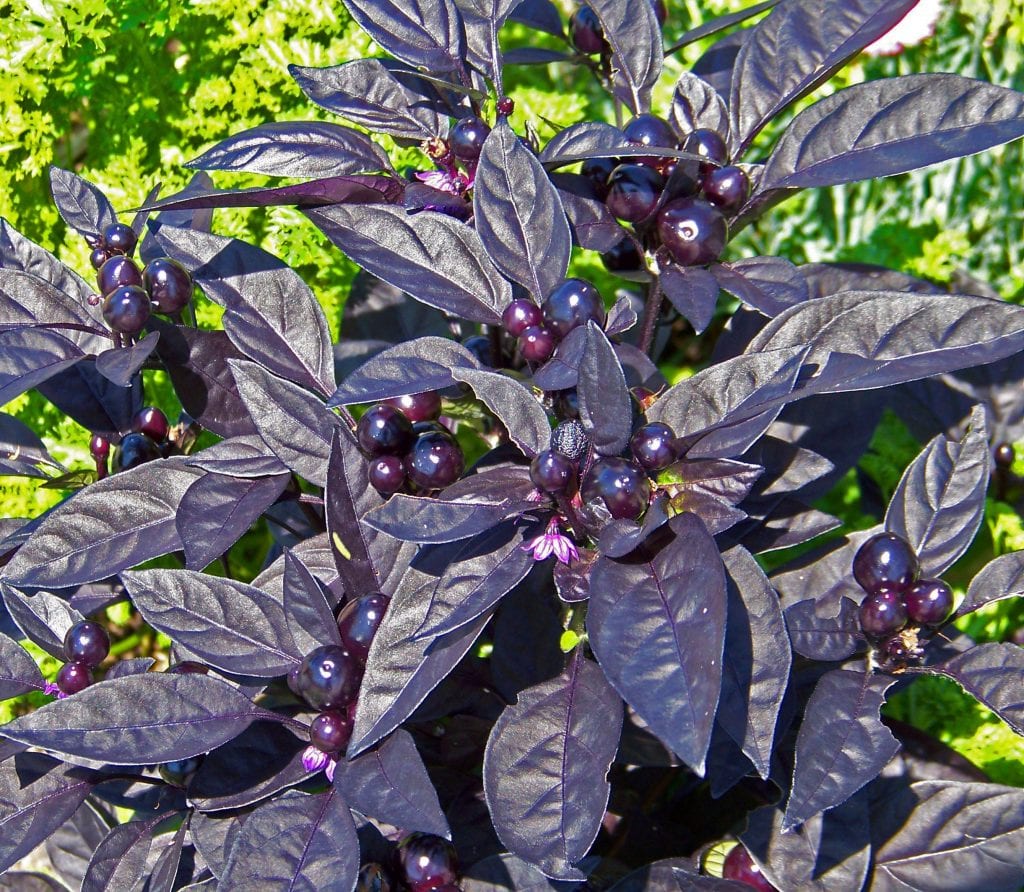 Frutos redondos y negros del chile Perla Negra entre el follaje oscuro