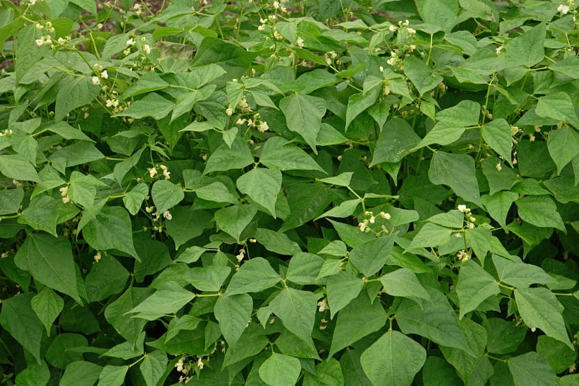 Plantación de judías Phaseolus vulgaris en el huerto