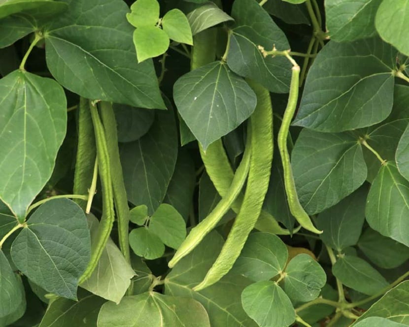 Judía común (Phaseolus vulgaris): siembra y cultivo