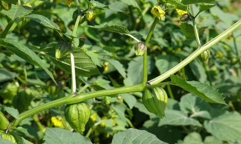 Planta de tomatillo o Physalis philadelphica con sus frutos envueltos en el cáliz