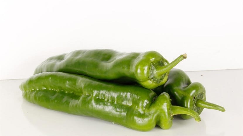 Pimientos italianos verdes recién recolectados