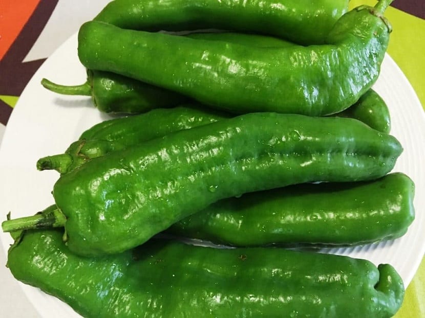 Semillero con plántulas de pimiento listas para el trasplante