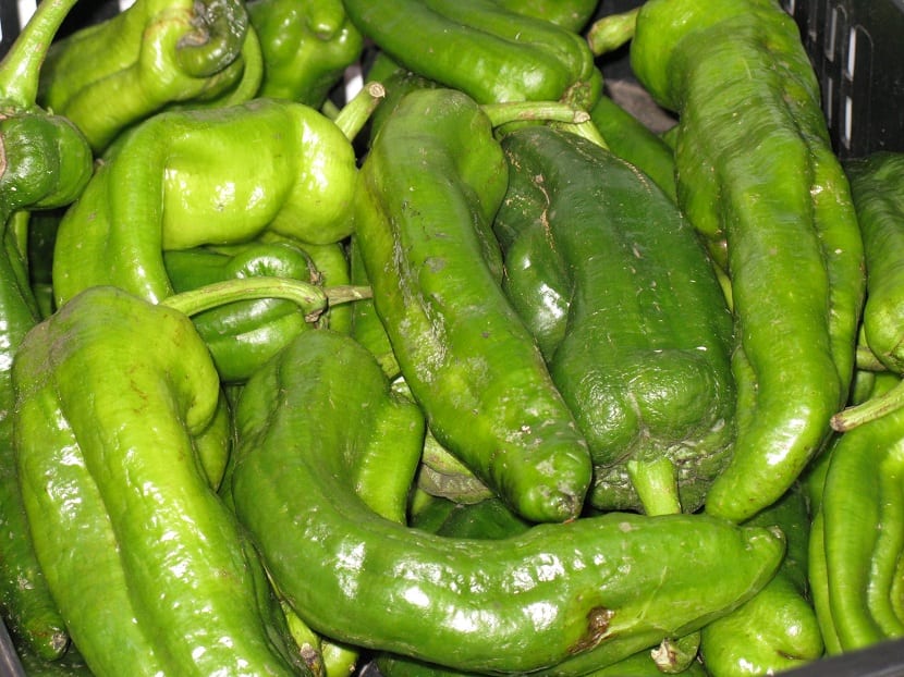 Pimiento italiano: siembra, cultivo, tutorado y recolección