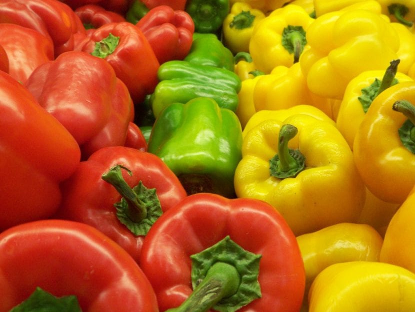 Pimientos morrones rojos maduros recién recolectados