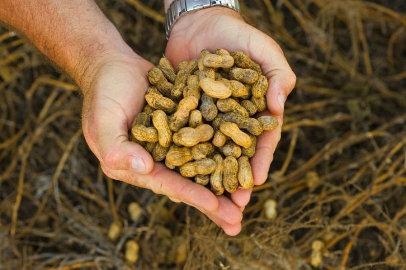 Cacahuetes recién recogidos con su cáscara