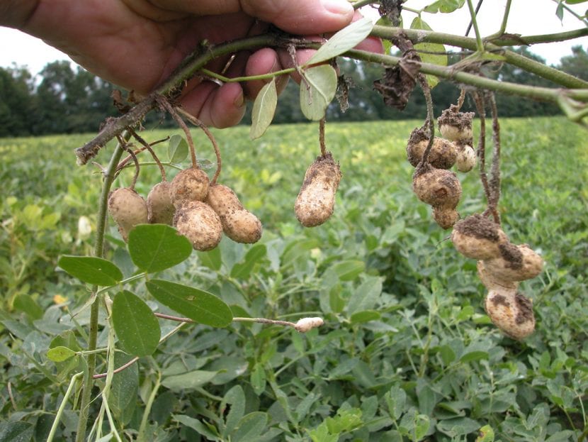 Planta de cacahuete con su follaje compuesto