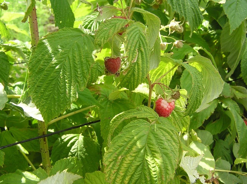 Selección de las mejores cañas del frambueso