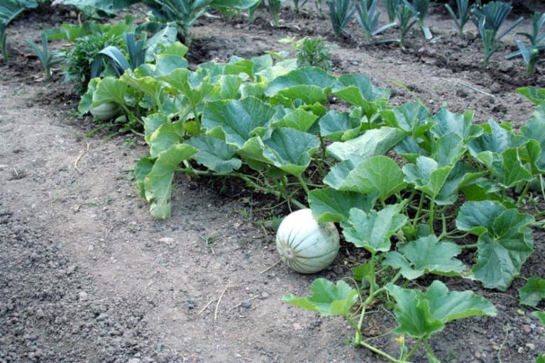 Melón en la mata, entre hojas, listo para la maduración