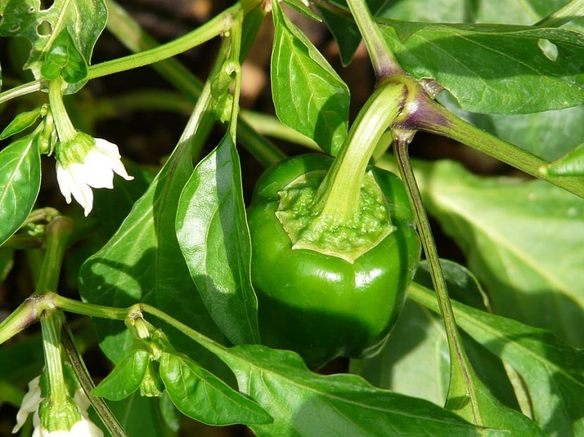 Poda del pimiento: qué cortar y qué dejar en la planta
