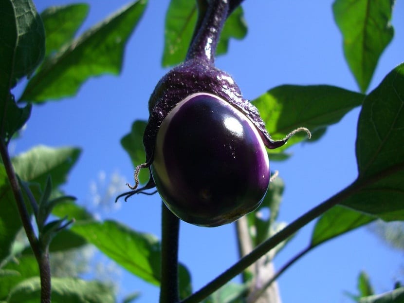 Berenjena creciendo en la rama de la planta