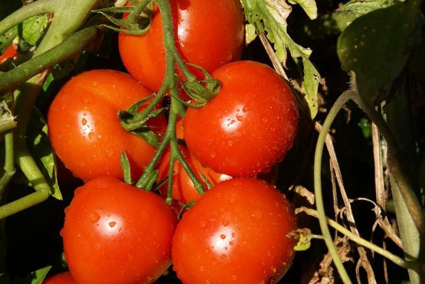 Tomates madurando en la planta