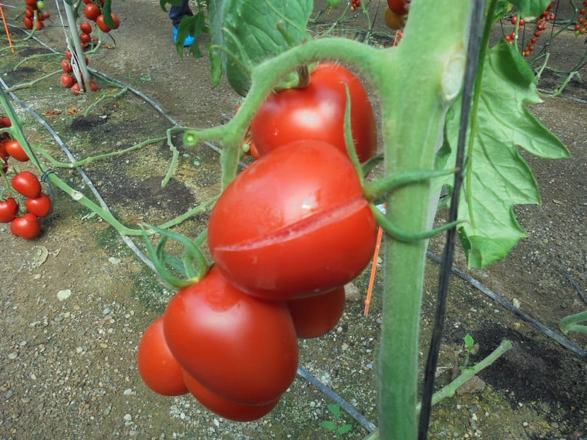 Por qué se rajan los tomates y cómo evitarlo