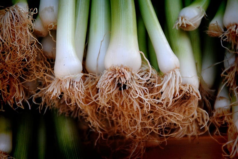 Puerro: propiedades, beneficios y cómo usarlo en la cocina
