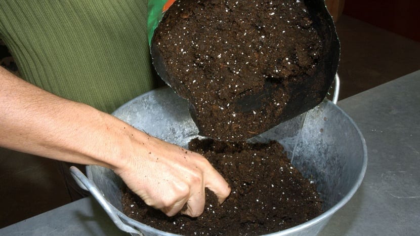 Tierra negra: qué es, para qué sirve y cómo mezclarla