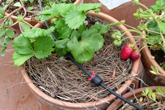 Acolchado de paja protegiendo el suelo del huerto frente al frío