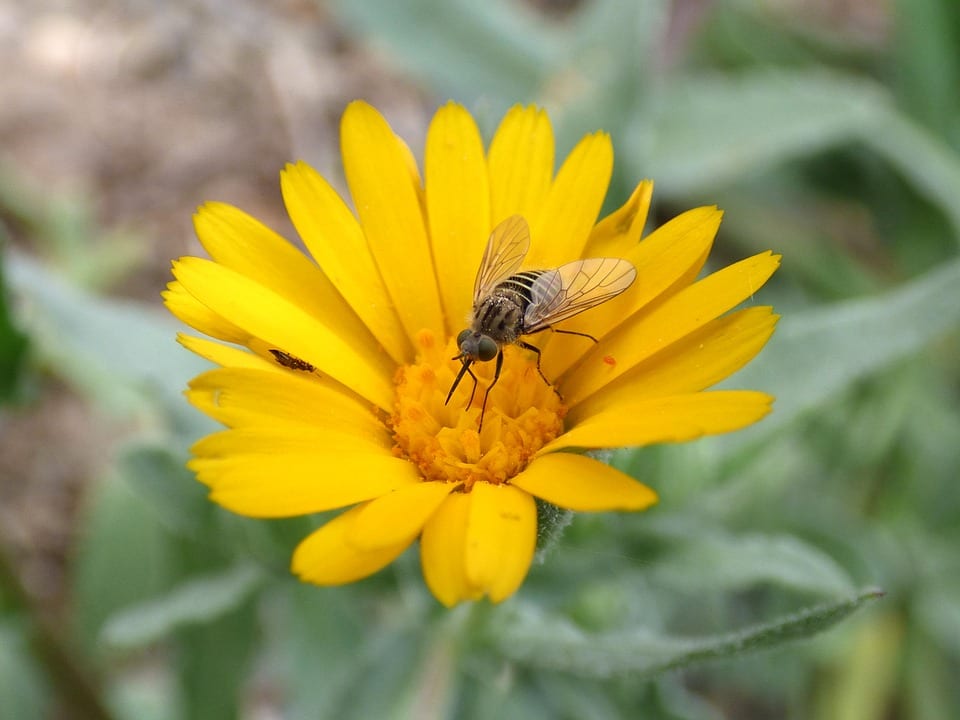 Sírfido adulto libando en una flor