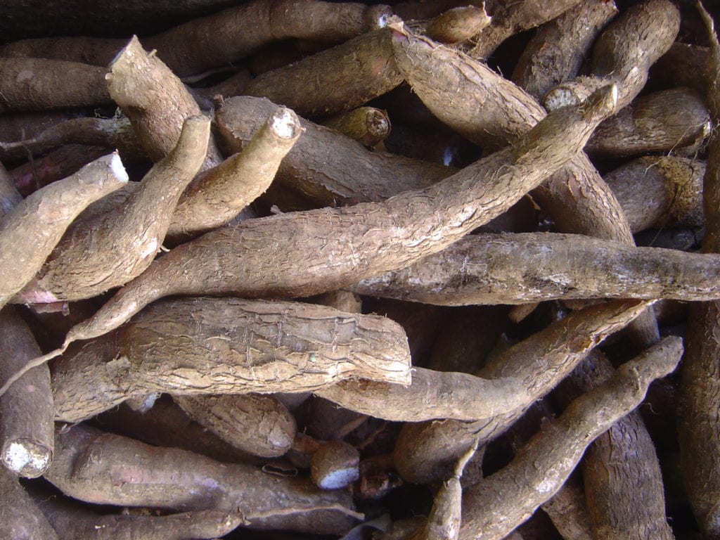 Qué es la yuca: la comestible y la ornamental