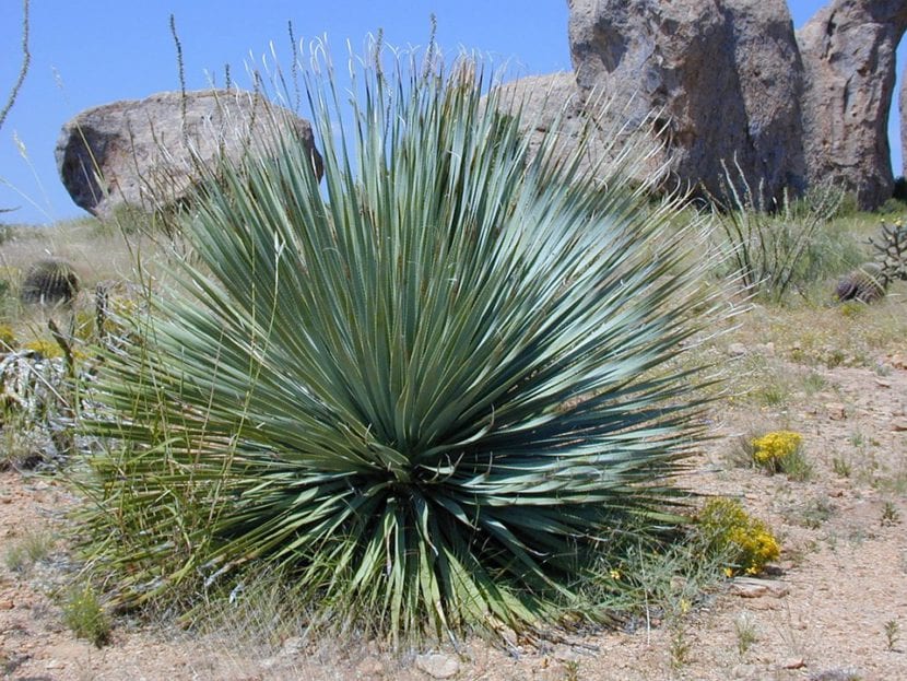 Yucca rostrata, especie ornamental del género Yucca