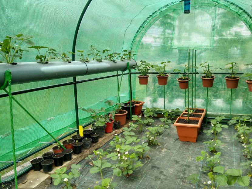Hortícolas creciendo bajo invernadero durante el invierno