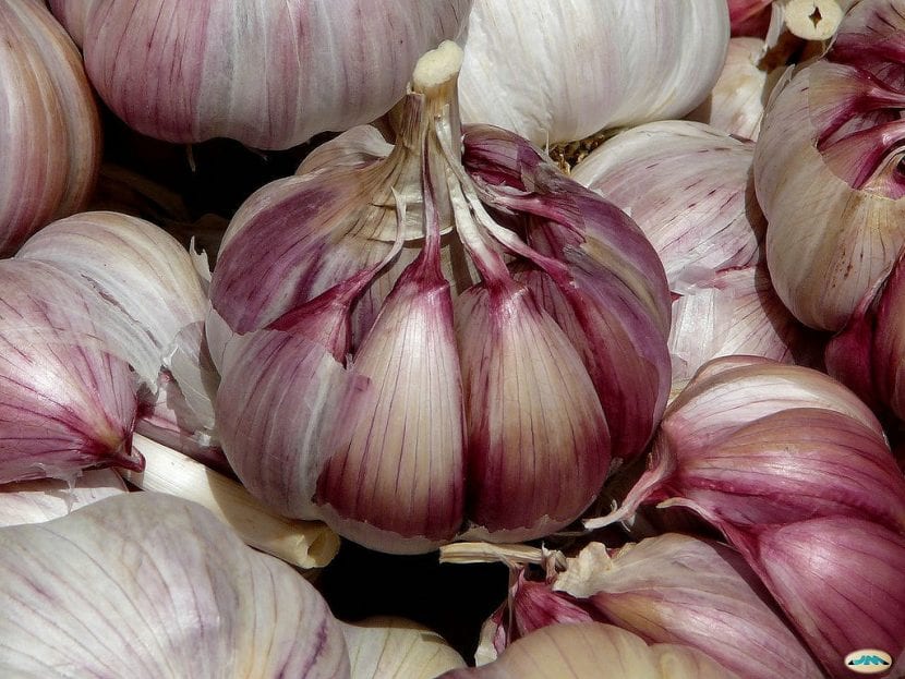 Cabezas de ajo recién recolectadas y curadas