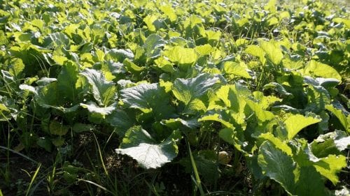 Hojas verdes de nabo en la huerta antes de emitir los grelos