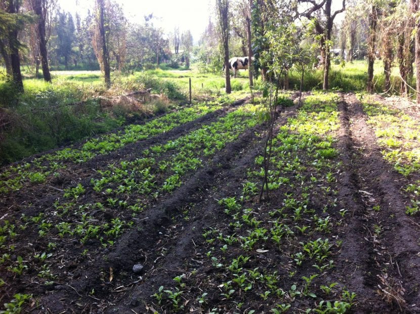 Cultivo de rábano en línea sobre bancal de huerto