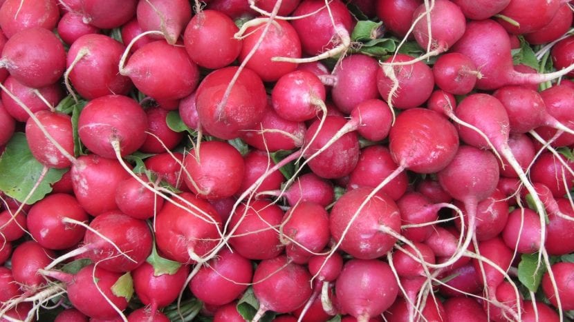 Rábanos rojos recién recolectados del huerto