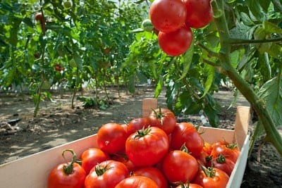 Hortalizas recién recolectadas del huerto