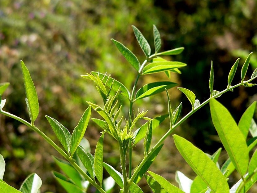 Cultivar regaliz en el huerto: guía completa paso a paso