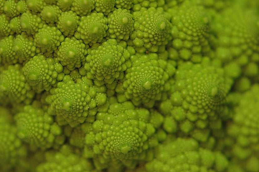 Pella de romanescu con sus espirales cónicas características