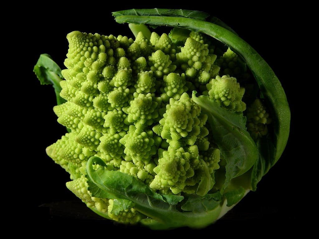 Romanescu: cultivo, siembra, cuidados y recolección