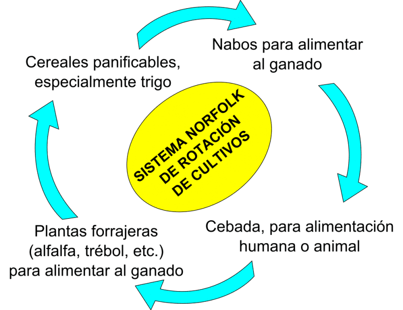 Esquema del sistema de rotación cuatrienal de Norfolk