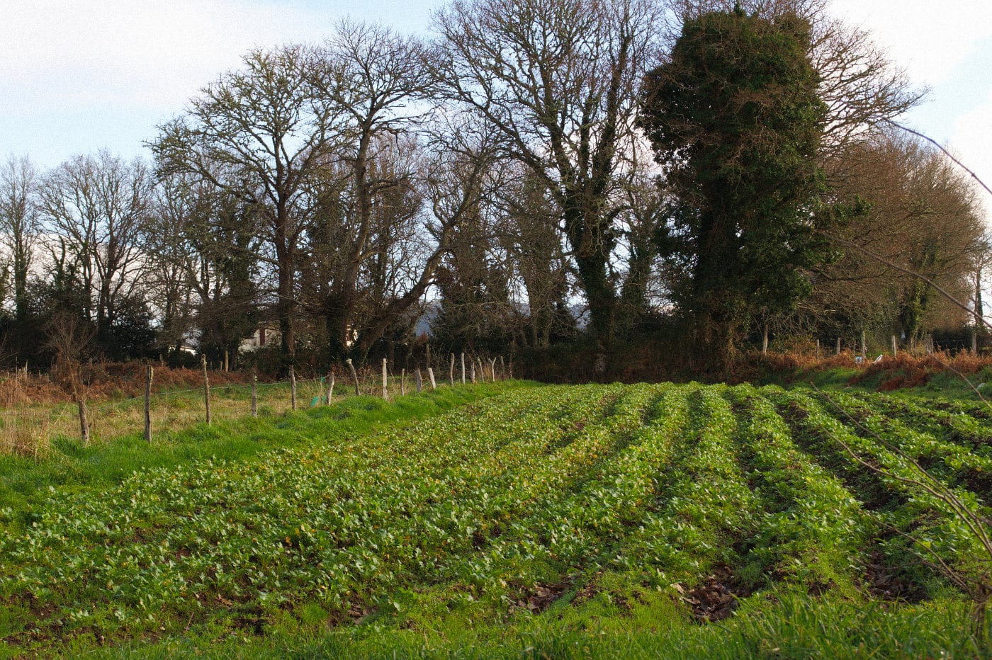 Rotación cuatrienal: el sistema Norfolk en el huerto