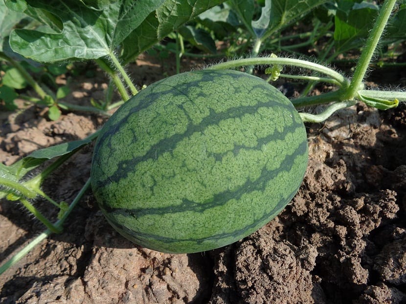 Sandía creciendo en la huerta sobre el suelo