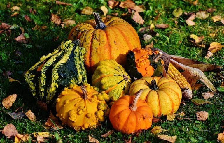 Calabazas maduras listas para recolectar